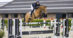 A bay mare jumping a fence.