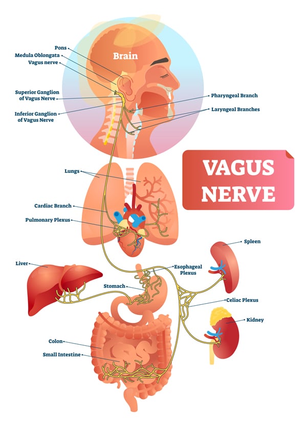 A diagram showing the vagus nerve.