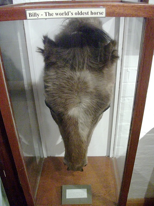 A horse head in a museum.