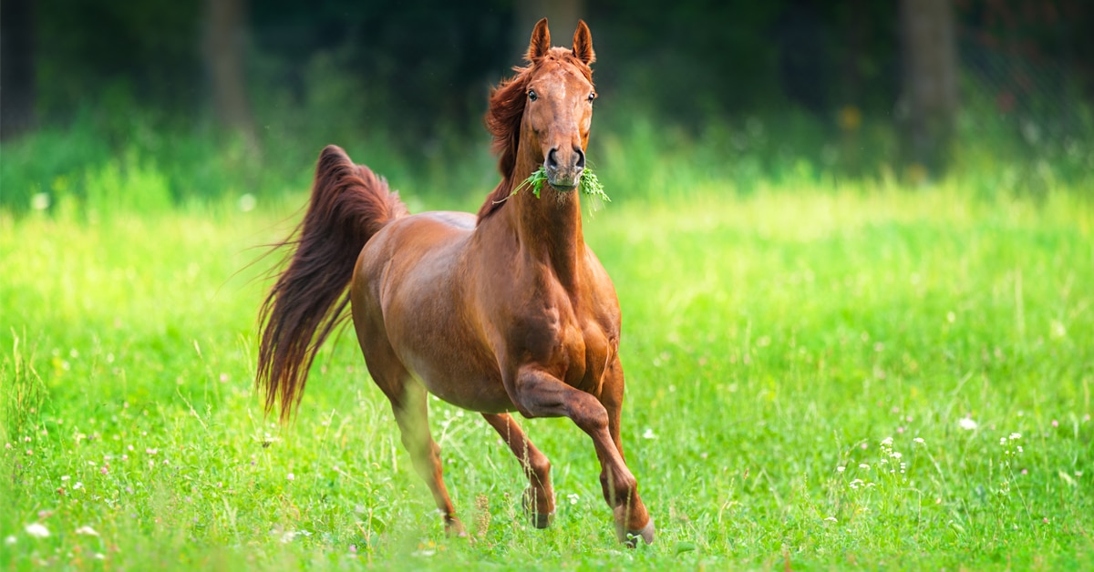 A horse galloping in lush green grass.
