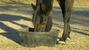 A horse eating out of a tub.