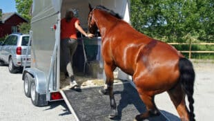 A horse being loaded onto a trailer.