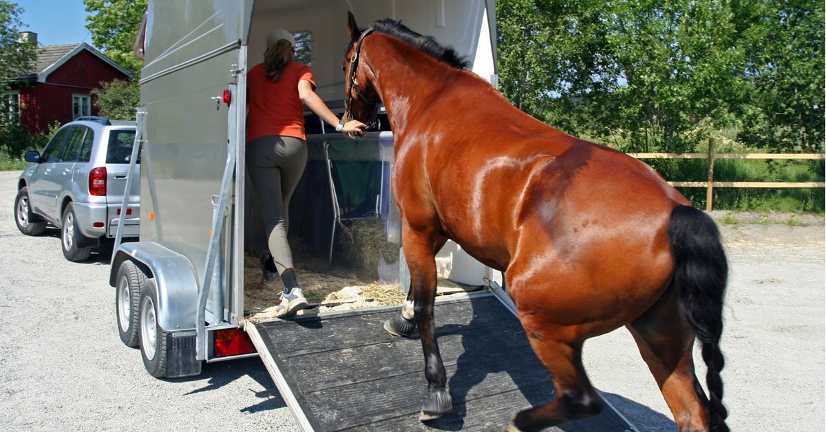 A horse being loaded onto a trailer.