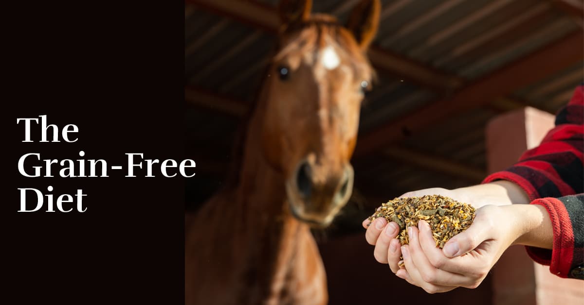 A horse looking at hands holding grain.
