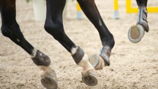 Closeup of a horse's galloping legs.
