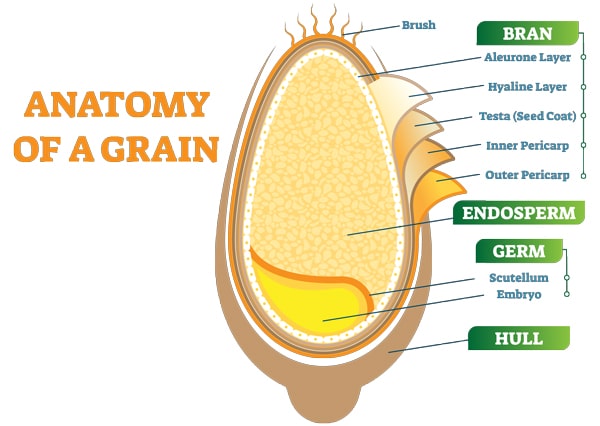 Diagram of a grain.