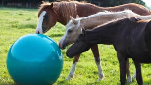 Three horses looking at a large ball.
