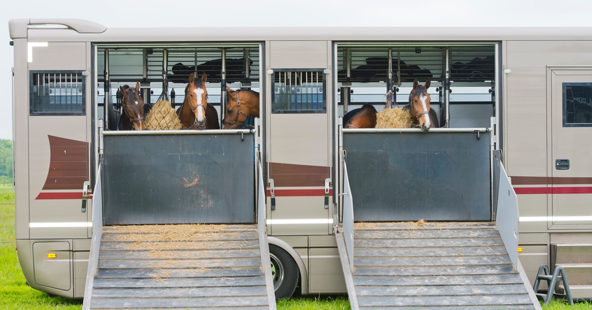 Horses in a large horse trailer.