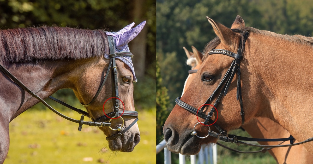 Two horses wearing bridles.