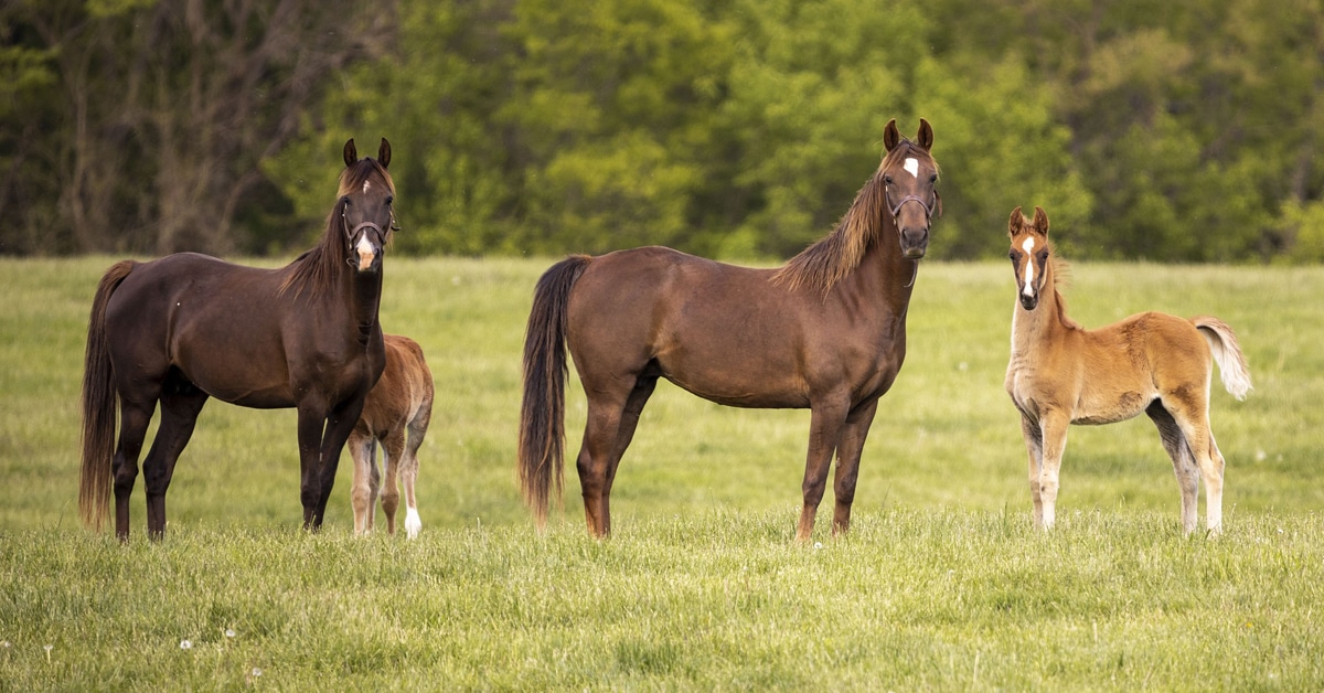 Horses standing in a field.