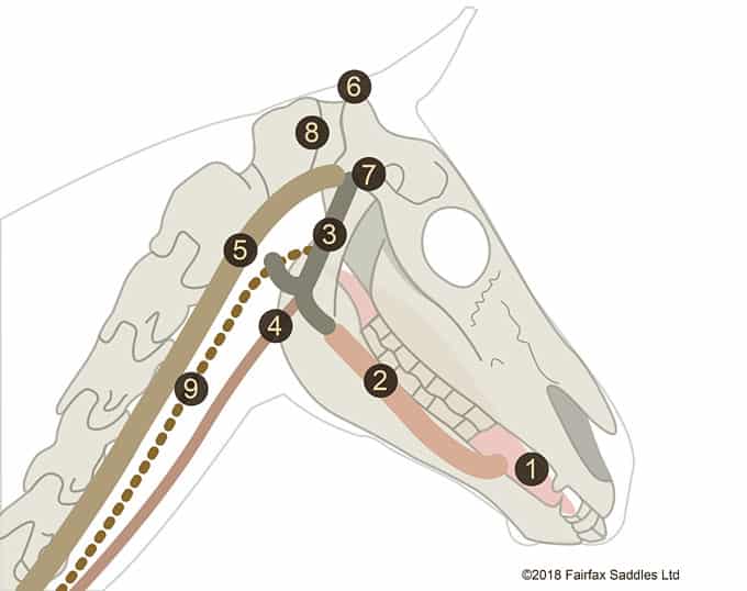 Diagram of a horse's head.