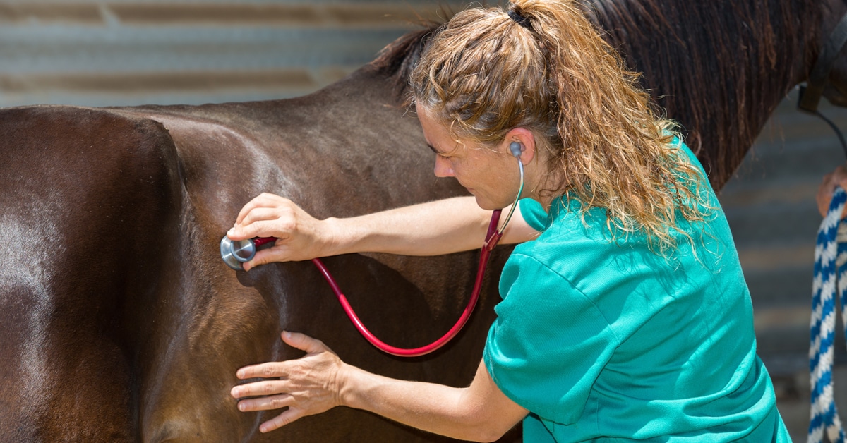 A vet with a stethoscope on a horse's flank.