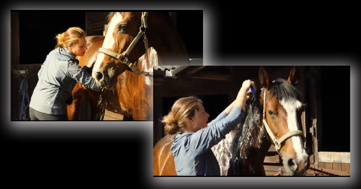 Bert Sheffield grooming a horse.