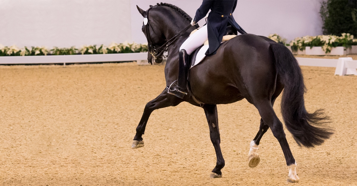 A dressage horse performing.