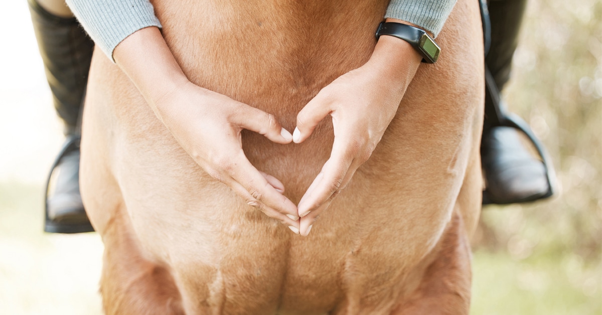 A person forming a heart shape on a horse's chest.