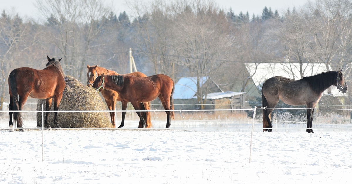 Horses eating hay in a field in winter.
