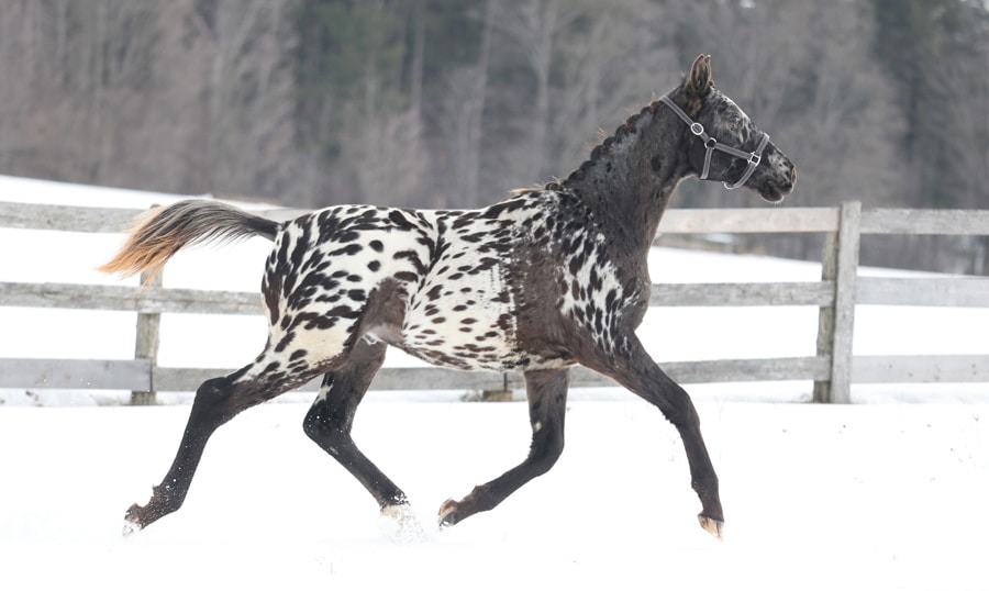 A spotted horse running in the snow.