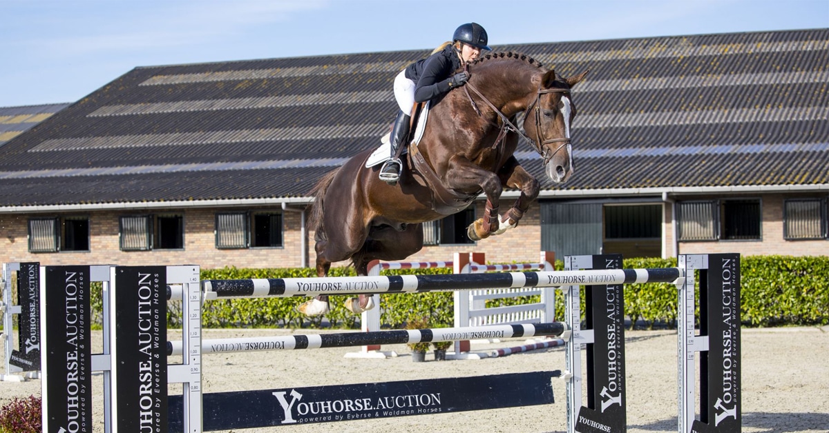 A bay horse jumping a fence.