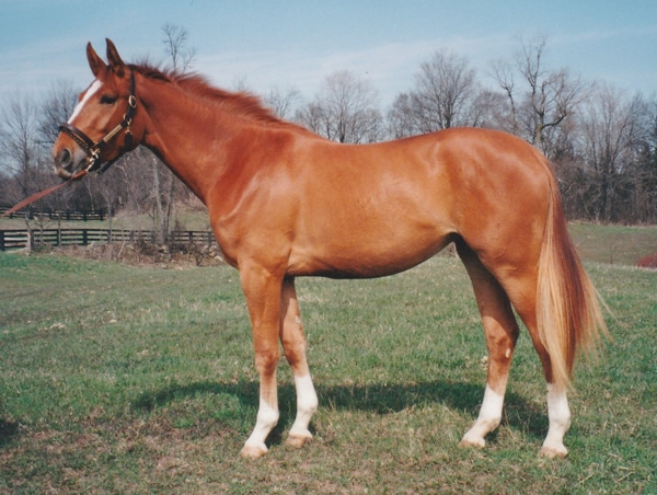A chestnut mare.