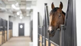 A horse in a stall in an empty barn.