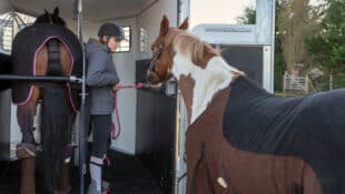 Horse loading onto a trailer.