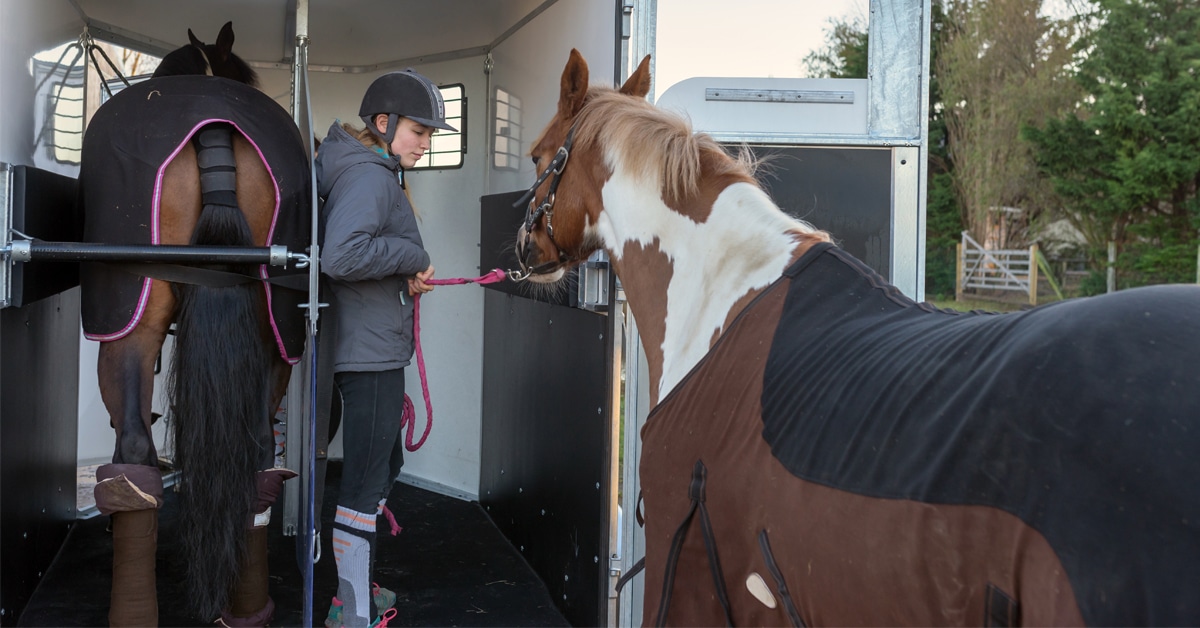 Horse loading onto a trailer.