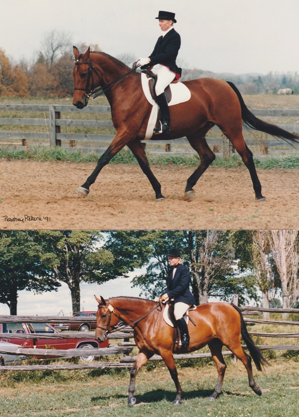 A bay mare in the dressage ring and hunter ring.