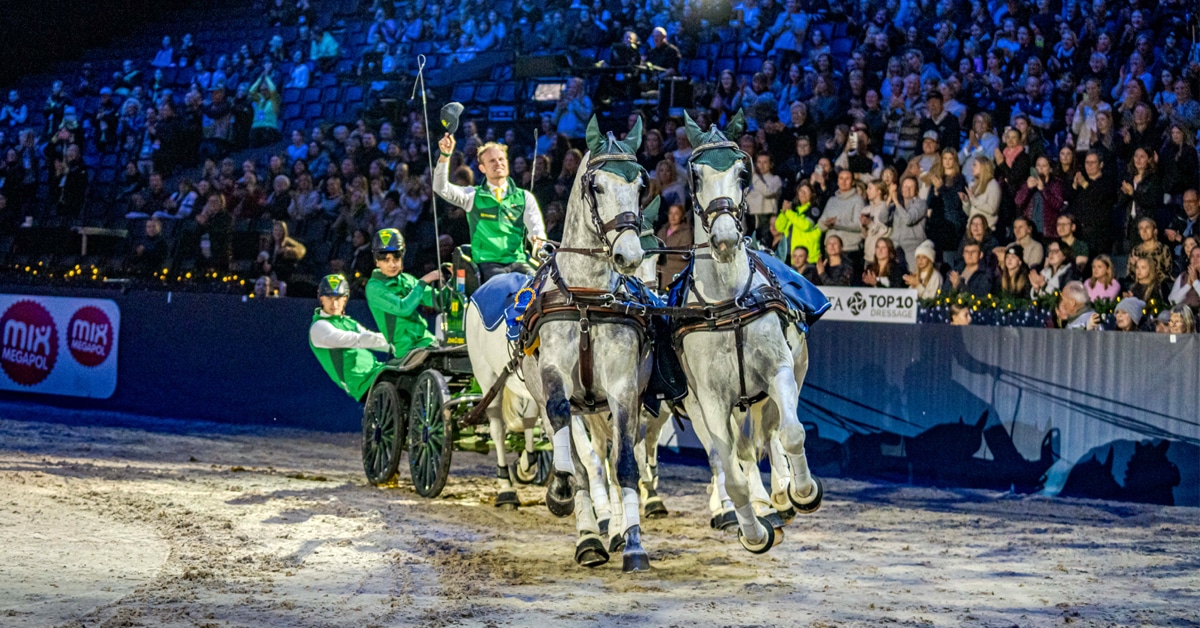 A man driving a team of four grey horses.