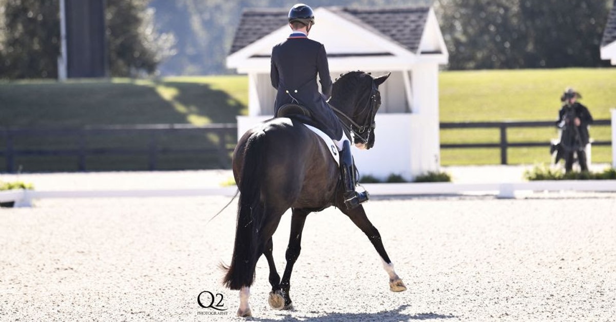A dressage horse and rider performing a half-pass.