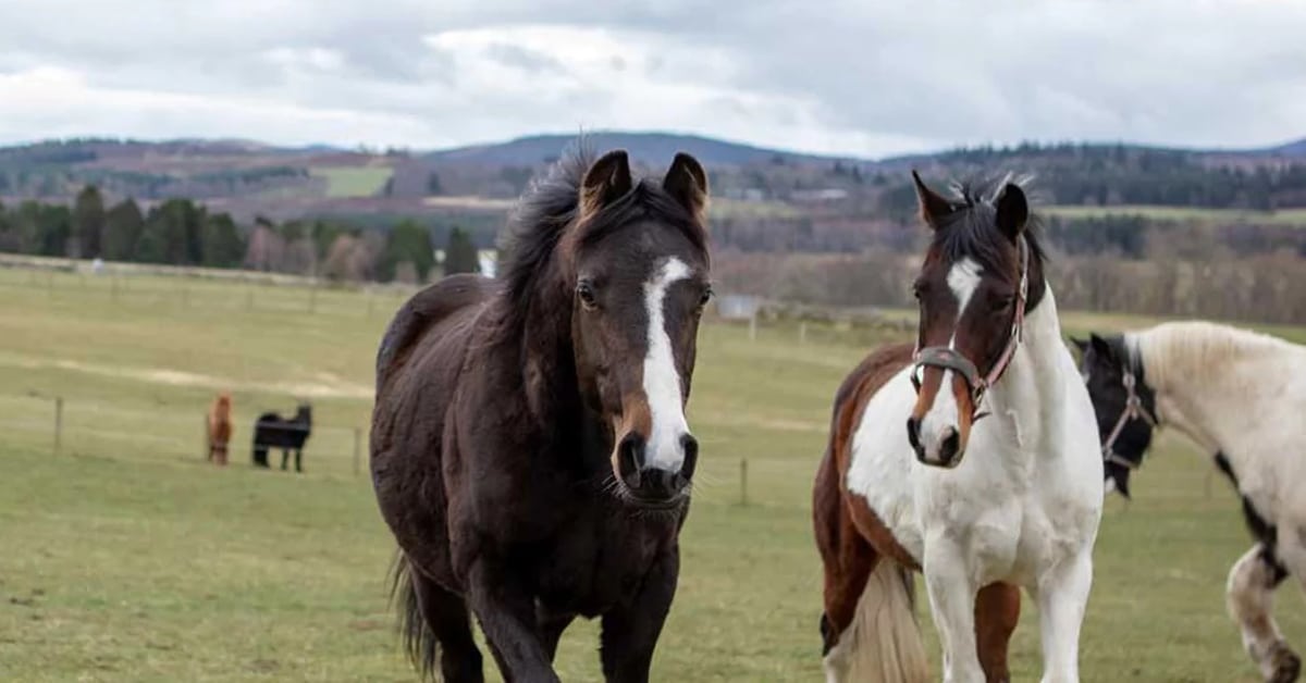 Thumbnail for World Horse Welfare Launches Advice Pages