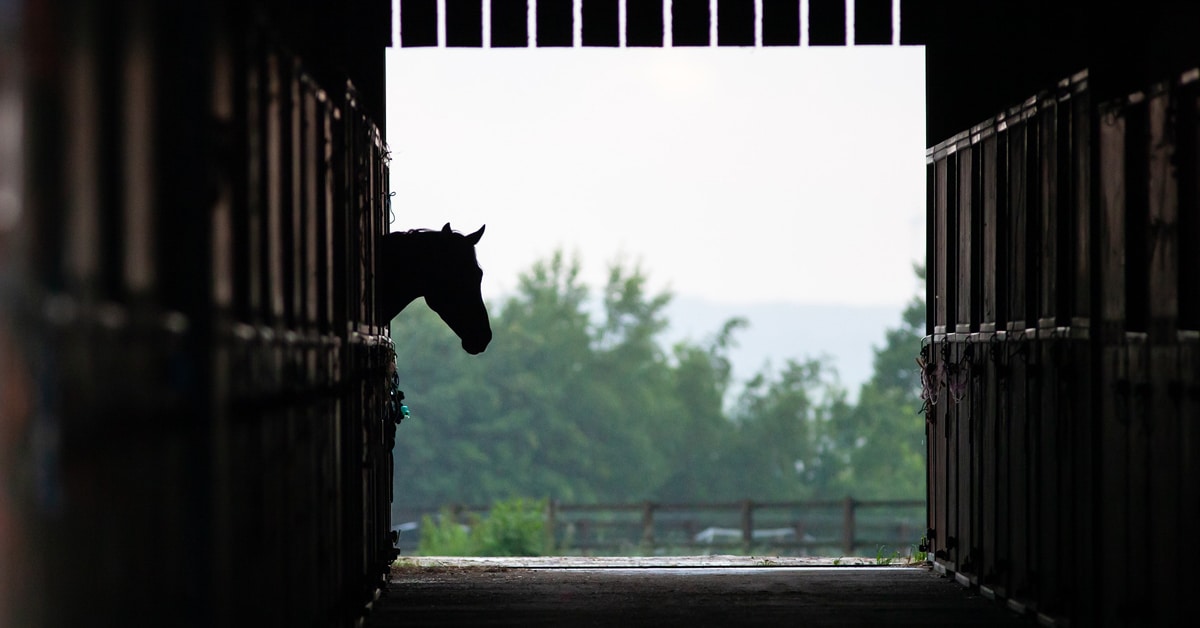 A horse alone in a barn.