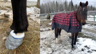 A horse wearing a disposable boot.