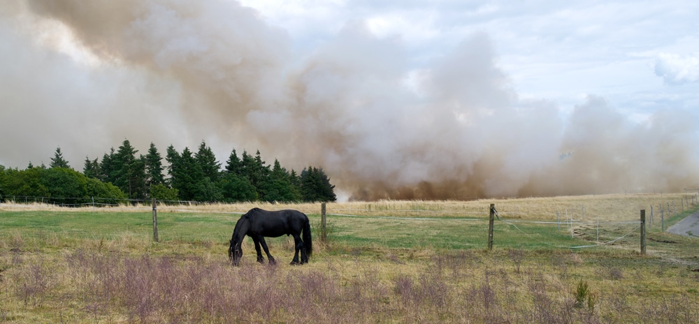 Horse grazing in a field with fire in the background.