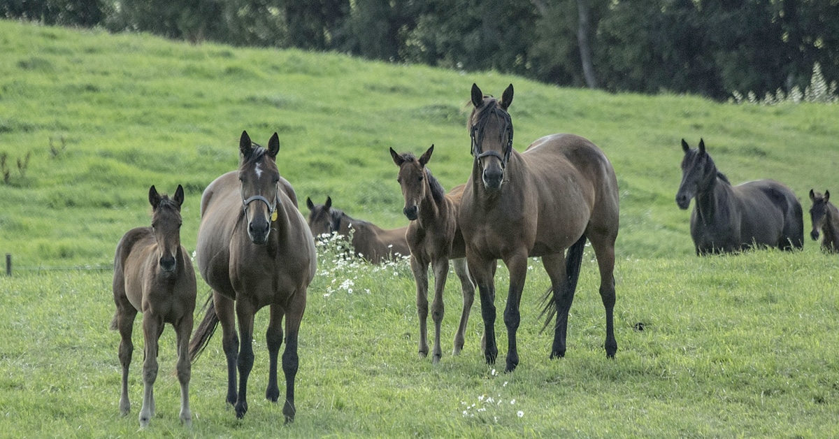 Mares and foals in a field.