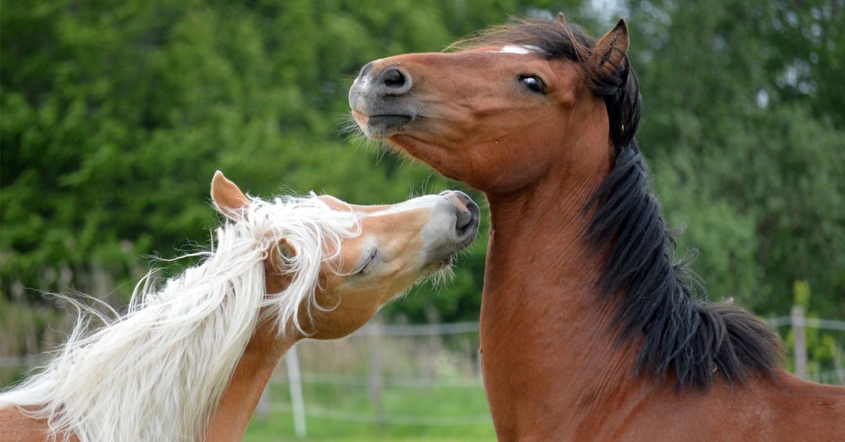 Two horses playing.