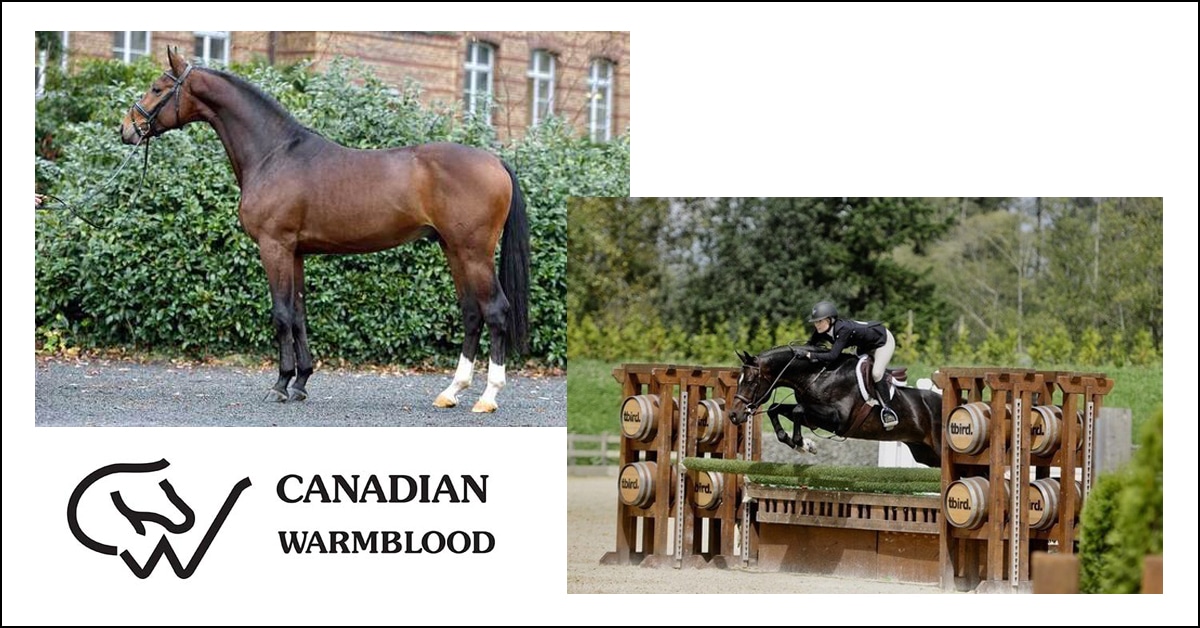 Thumbnail for Canadian Warmblood 2024 Stallion Service Auction