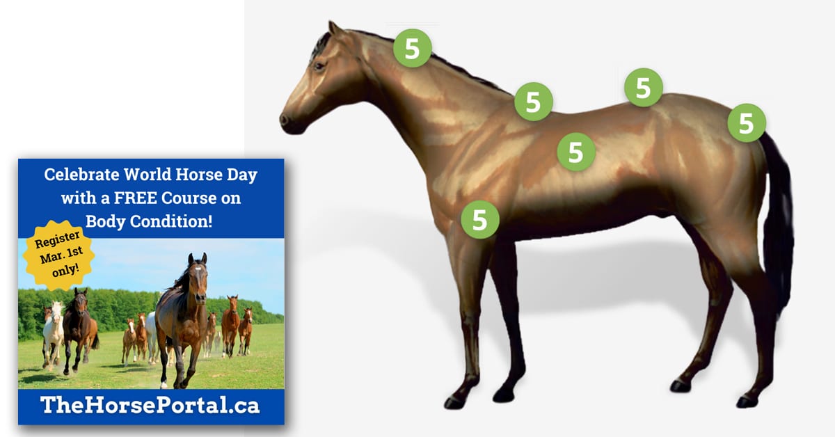 Thumbnail for Free Body Condition Course on World Horse Day