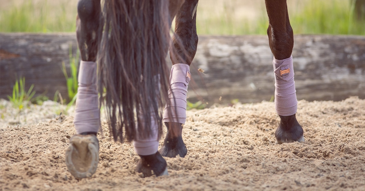 A horse's legs wearing bandages.