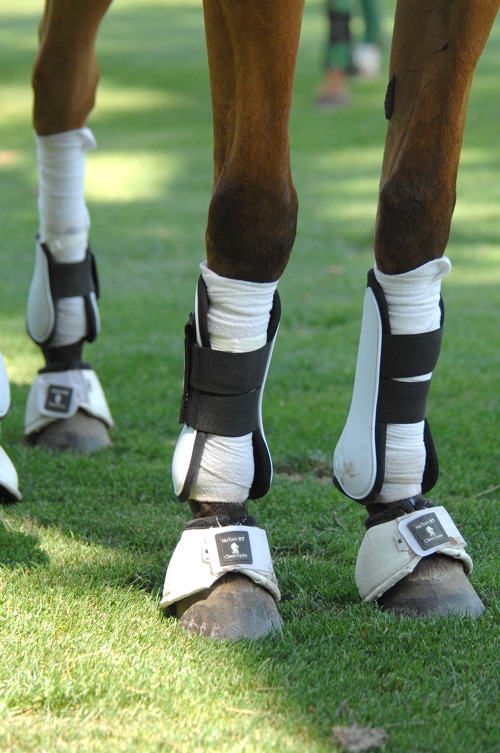 A horse wearing multiple leg bandages.