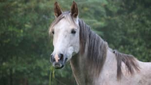 A grey horse eating grass.