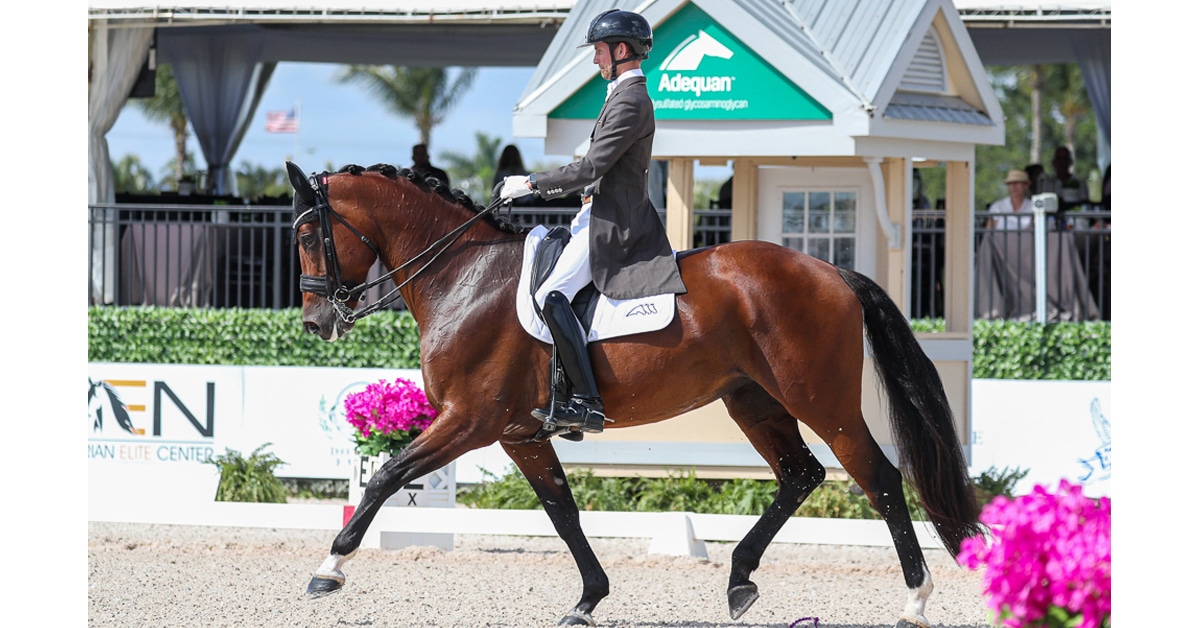 A bay horse and male rider in a dressage arena.