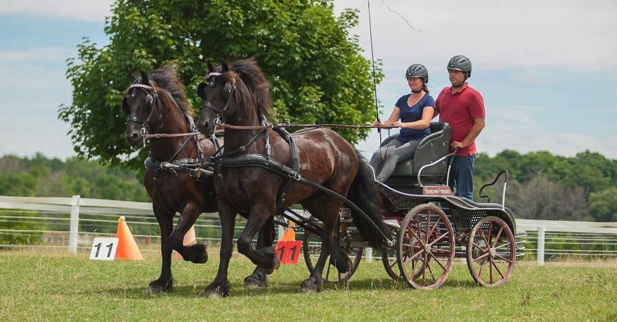 A couple driving a pair of Friesians.