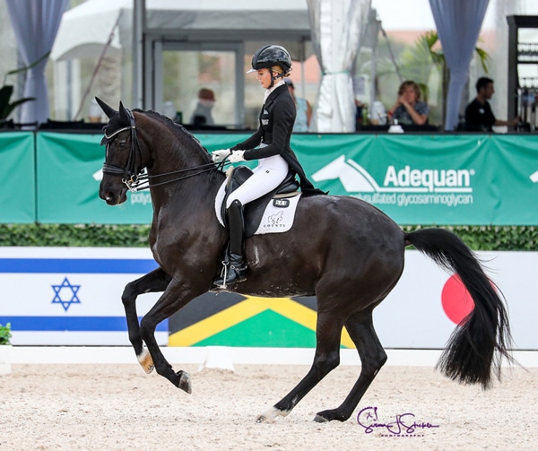 A bay horse and rider performing a pirouette.