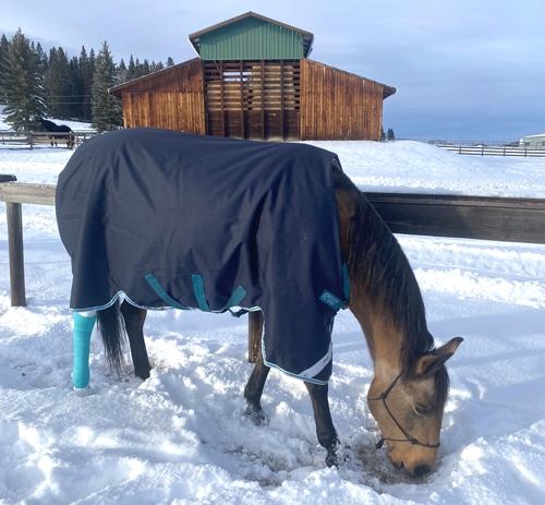 A horse in the snow with a bandage on its leg.