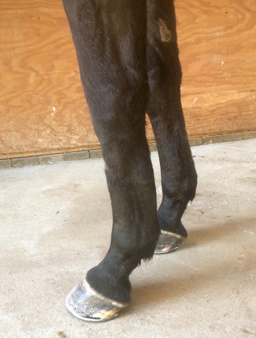A horse with a bowed tendon.