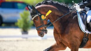 A horse wearing a ribbon, being ridden behind the vertical.