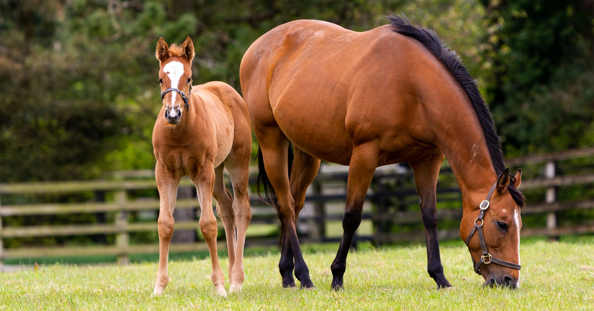 A mare and foal standing in a field.
