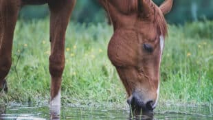 A horse drinking water from a puddle.