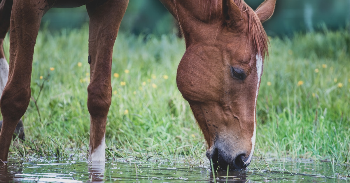 A horse drinking water from a puddle.