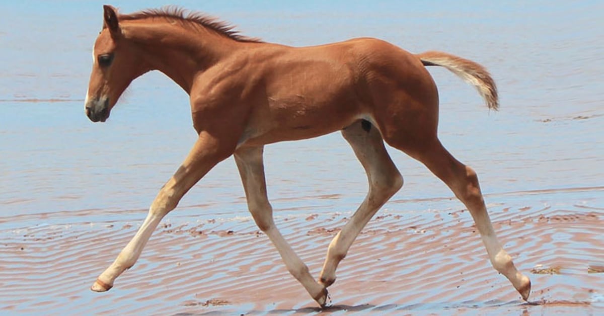 Thumbnail for CWHBA’s Foal Photo Contest 2024